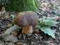 Bronzos vargánya (Boletus aereus), Budai-hegység